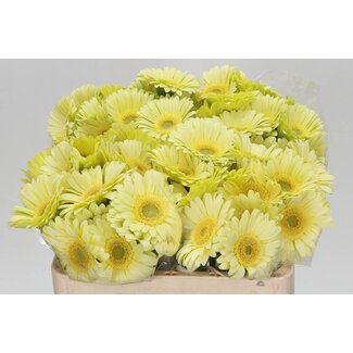 Freshy Germini Aqua “Green Tea” | Kleur: Geel | Lengte ± 50 centimeter | Per 20 verse bloemen