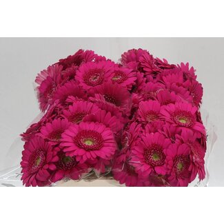 Freshy Germini Aqua “Caressa” | Kleur: Roze | Lengte ± 50 centimeter | Per 20 verse bloemen