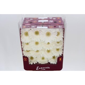 Freshy Gerbera Terra Icy Gr Aqua | Kleur: Wit | Lengte ± 45 centimeter | Per 15 verse bloemen