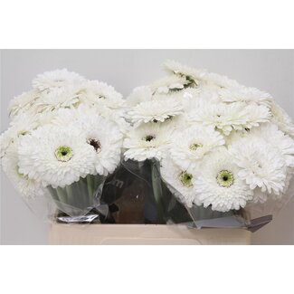 Freshy Germini Aqua Pomponi “Amando” | Kleur: Wit | Lengte ± 50 centimeter | Per 20 verse bloemen