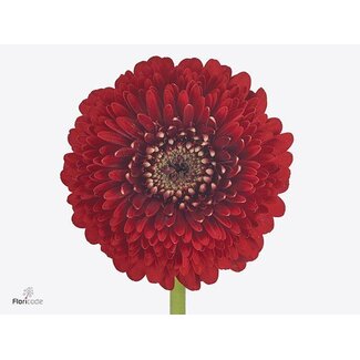 Freshy Germini Aqua Pomponi “Floyd” | Kleur: Rood | Lengte ± 50 centimeter | Per 20 verse bloemen