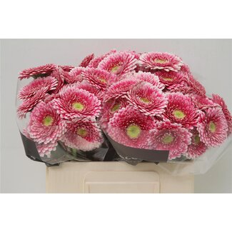 Freshy Germini Aqua Pomponi “Hades” | Kleur: Roze | Lengte ± 50 centimeter | Per 20 verse bloemen