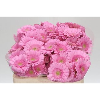 Freshy Germini Aqua “Kimsey” | Kleur: Roze | Lengte ± 50 centimeter | Per 20 verse bloemen