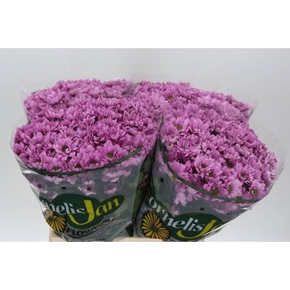 Freshy Troschrysant Chrysanthemum “Resq” Mi Aqua | Kleur: Paars | Lengte ± 65 centimeter | Per 20 stelen verse bloemen