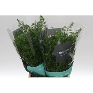 Freshy Asparagus Densiflorus “Cwebe” | Kleur: Groen | Lengte ± 40 centimeter | Per 50 takken