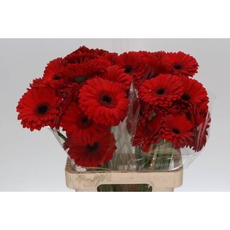 Freshy Gerbera “Beauty” | Kleur: Rood | Lengte ± 65 centimeter | Per 10 verse bloemen