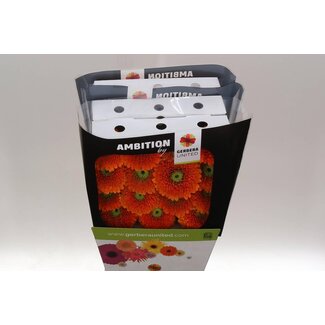 Freshy Gerbera Berra Gr Aqua | Kleur: Oranje | Lengte ± 50 centimeter | Per 15 verse bloemen