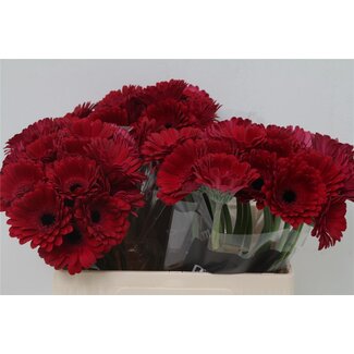 Freshy Germini Aqua “Diana” | Kleur: Rood | Lengte ± 50 centimeter | Per 20 verse bloemen