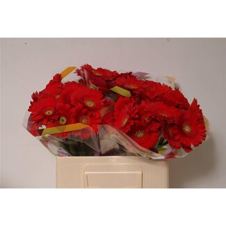 Freshy Germini Aqua “Ketchup” | Kleur: Rood | Lengte ± 50 centimeter | Per 20 verse bloemen