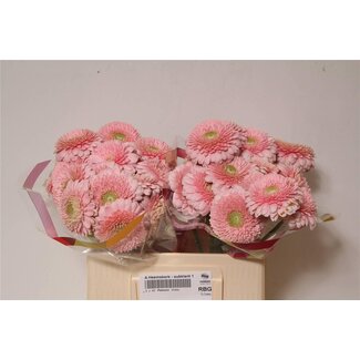 Freshy Germini Aqua Pomponi “Panucci” | Kleur: Roze | Lengte ± 50 centimeter | Per 20 verse bloemen