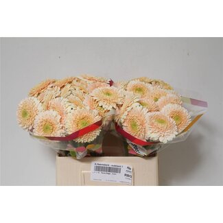 Freshy Germini Aqua Pomponi “Terra Maga” | Kleur: Wit | Lengte ± 50 centimeter | Per 20 verse bloemen