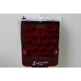 Freshy Gerbera Black Tie Mi Aqua | Kleur: Rood | Lengte ± 45 centimeter | Per 20 verse bloemen