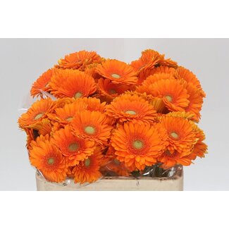 Freshy Germini Aqua “Cuby” | Kleur: Oranje | Lengte ± 50 centimeter | Per 20 verse bloemen
