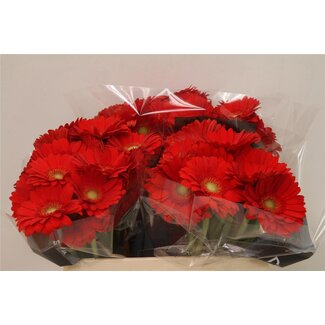 Freshy Germini Aqua “Curry” | Kleur: Oranje | Lengte ± 50 centimeter | Per 20 verse bloemen