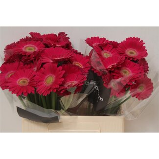 Freshy Germini Aqua “Elvis” | Kleur: Roze | Lengte ± 50 centimeter | Per 20 verse bloemen