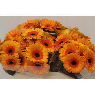 Freshy Germini Aqua “Jazzy” | Kleur: Geel | Lengte ± 50 centimeter | Per 20 verse bloemen