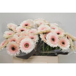 Freshy Germini Aqua “Teddy” | Kleur: Wit | Lengte ± 50 centimeter | Per 20 verse bloemen