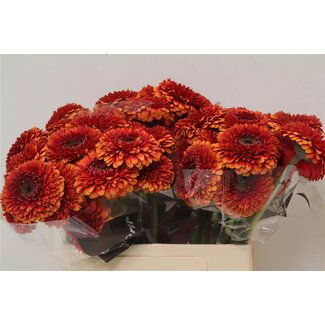 Freshy Germini Aqua Pomponi “Rizzo” | Kleur: Rood | Lengte ± 50 centimeter | Per 20 verse bloemen