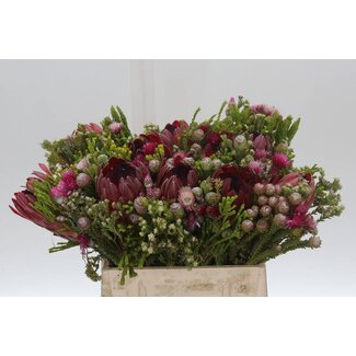 Freshy Protea (p. bos)