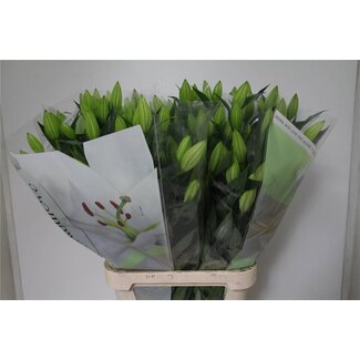 Freshy Lelie Oriental Aqua “Pacific Ocean” | Kleur: Wit | Lengte ± 100 centimeter | Per 10 stelen verse bloemen