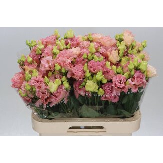 Freshy Eustoma Lisianthus Gevuld “Corelli Coral” | Kleur: Roze | Lengte ± 70 centimeter | Per 10 stelen verse bloemen