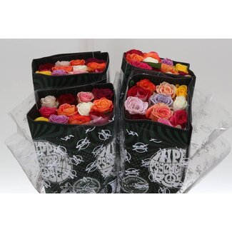 Freshy Grootbloemige Roos Mix | Kleur: Gemengde Kleuren | Herkomst Ecuador | Lengte ± 40 centimeter | Per 25 verse bloemen