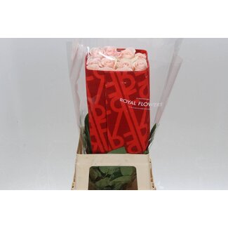 Freshy Grootbloemige Roos “Madonna” | Kleur: Lichtroze | Herkomst Ecuador | Lengte ± 60 centimeter | Per 25 verse bloemen