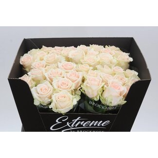 Freshy Rosa Sweet Caroline