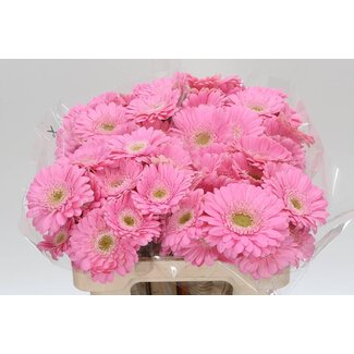 Freshy Germini Aqua “Babble” | Kleur: Wit Roze | Lengte ± 50 centimeter | Per 20 verse bloemen