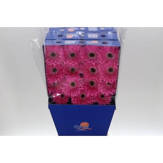 Freshy Gerbera Dreamer Gr Aqua | Kleur: Roze | Lengte ± 45 centimeter | Per 15 verse bloemen