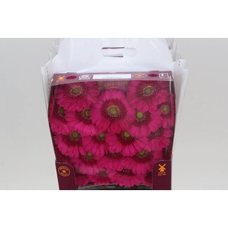Freshy Gerbera Caressa Mi Aqua | Kleur: Roze | Lengte ± 45 centimeter | Per 20 verse bloemen