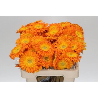 Freshy Germini Aqua “Gizela” | Kleur: Oranje | Lengte ± 50 centimeter | Per 20 verse bloemen