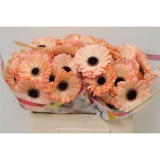 Freshy Germini Aqua “Jedi” | Kleur: Roze | Lengte ± 50 centimeter | Per 20 verse bloemen