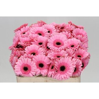 Freshy Germini Aqua “Petticoat” | Kleur: Roze | Lengte ± 50 centimeter | Per 20 verse bloemen