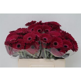 Freshy Germini Aqua “Platini” | Kleur: Paars | Lengte ± 50 centimeter | Per 20 verse bloemen