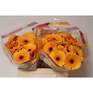 Freshy Germini Aqua “Tweety” | Kleur: Geel | Lengte ± 50 centimeter | Per 20 verse bloemen