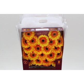 Freshy Gerbera Barbados Mi Aqua | Kleur: Geel | Lengte ± 45 centimeter | Per 20 verse bloemen