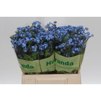 Freshy Myosotis Al Blue Memory Hw X80