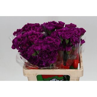 Freshy Anjer Kort Nob Violet