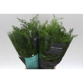 Freshy Asparagus Densiflorus “Cwebe” | Kleur: Groen | Lengte ± 50 centimeter | Per 50 takken