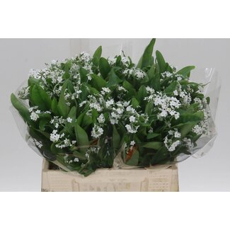 Freshy Myosotis Overig Rose