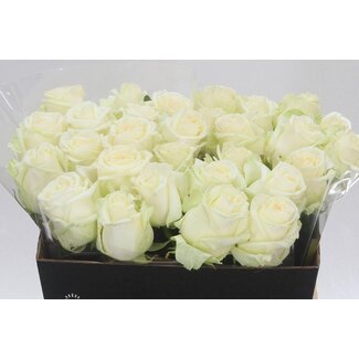 Freshy Grootbloemige Roos “Dolomiti” | Kleur: Wit | Lengte ± 40 centimeter | Per 20 verse bloemen