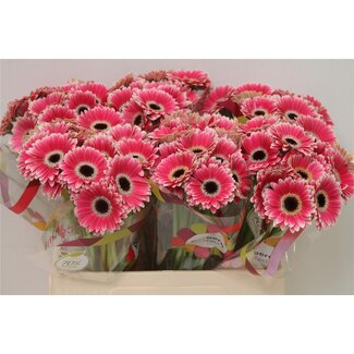 Freshy Germini Aqua Piccolini “Ustica” | Kleur: Roze | Lengte ± 50 centimeter | Per 20 verse bloemen