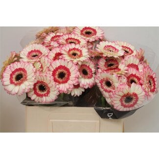 Freshy Germini Aqua “Happy Hour” | Kleur: Roze | Lengte ± 50 centimeter | Per 20 verse bloemen