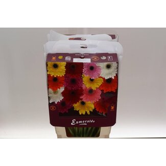 Freshy Gerbera Mix Kameleon Gr Aqua | Kleur: Gemengde Kleuren | Lengte ± 45 centimeter | Per 15 verse bloemen