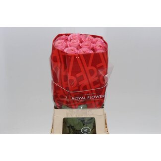 Freshy R Eq Pink X-pression