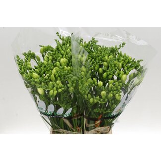 Freshy Freesia dubbel Essence