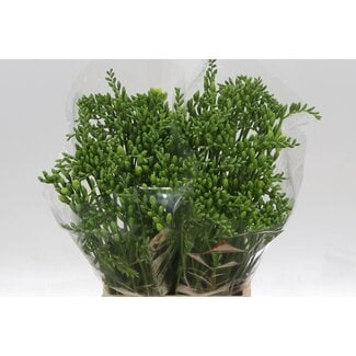 Freshy Freesia Enkelbloemig “Ilse” | Kleur: Wit | Lengte ± 54 centimeter | Per 50 stelen verse bloemen