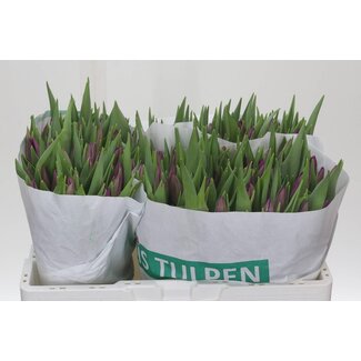 Freshy Enkelbloemige Tulp “Purple Surprise” | Kleur: Paars | Lengte ± 36 centimeter | Per 50 verse bloemen
