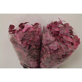 Freshy Eucalyptus Cinerea Kleurbehandeld Pink | Kleur: Gemengde Kleuren | Lengte ± 50 centimeter | Per 5 bossen